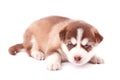 Brown husky puppy with blue eyes, on white background