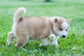 Brown husky puppy walking through the grass