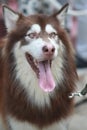 Brown husky