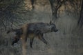 A brown hyaena on the hunt Royalty Free Stock Photo