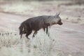A brown hyaena protects its territory Royalty Free Stock Photo