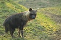 Brown hyena Royalty Free Stock Photo