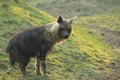 Brown hyena