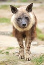 Brown hyena