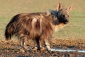 Brown hyena Royalty Free Stock Photo