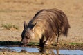 Brown hyena