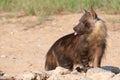 Brown Hyena drinking at waterhole