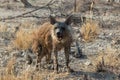 A brown hyena in Etosha Royalty Free Stock Photo