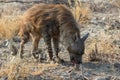 A brown hyena in Etosha national Park Royalty Free Stock Photo