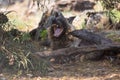 A brown hyena Etosha National park Royalty Free Stock Photo