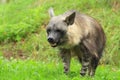 Brown hyena Royalty Free Stock Photo