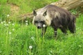 Brown hyena Royalty Free Stock Photo
