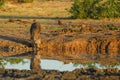 Brown Hyena - Hyaena brunnea Royalty Free Stock Photo