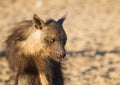 Brown hyena Hyaena brunnea closeup portrait in the Kalahari desert Royalty Free Stock Photo