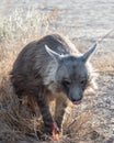 Rare Brown Hyena licking his chops while eating at Etosha National Park, Namibia Royalty Free Stock Photo