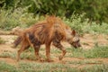 Brown hyena Hyaena brunnea walking by, Madikwe Game Reserve, South Africa.