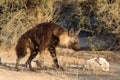 Brown Hyena in Kalahari Desert Royalty Free Stock Photo