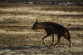 Brown hyena in Kgalagadi transfrontier park, South Africa