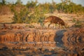 Brown hyena, Parahyaena brunnea, also strandwolf. Ground level photo of rarest species of hyena in early morning, walking along Royalty Free Stock Photo