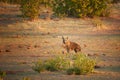 Brown hyena, Parahyaena brunnea, also strandwolf. Ground level photo of rarest species of hyena in early morning, walking along Royalty Free Stock Photo