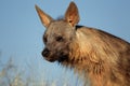 Brown hyena portrait Royalty Free Stock Photo