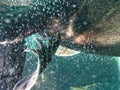 Seal flipper under water with bubbles