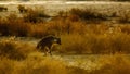 Brown hyena in Kgalagadi transfrontier park, South Africa Royalty Free Stock Photo