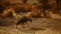 Brown hyena in Kgalagadi transfrontier park, South Africa Royalty Free Stock Photo