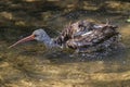 Brown Ibis Bird In Florida Royalty Free Stock Photo