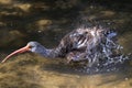 Brown Ibis Bird In Florida Royalty Free Stock Photo