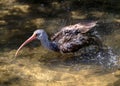 Brown Ibis Bird In Florida Royalty Free Stock Photo