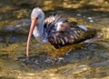 Brown Ibis Bird In Florida Royalty Free Stock Photo