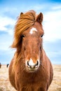 Brown Icelandic horse facing camera