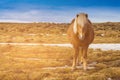 Brown Icelandic horse over dry glass and blue skyline