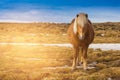 Brown Icelandic horse over dry glass