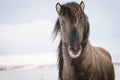 Brown Icelandic horse in the snow