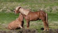 A brown Icelandic horse vets and shows teeth. Royalty Free Stock Photo
