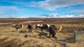 Brown Icelandic horses standing atop a lush, hillside