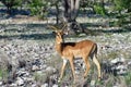 Brown impala, Namibia