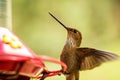 Brown inca hummingbird with outstretched wings,tropical cloud forest,Colombia,bird hovering next to red feeder with sugar water, g