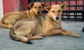 Brown Indian pariah stray dog couple sitting on a concrete road in India. Dehradun Uttarakhand India