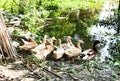 Brown Indian runner duck free range in the garden Royalty Free Stock Photo