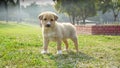 Full body shot of a stray puppy in pet rescue concept in India