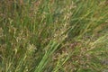 Juncus articulatus close up Royalty Free Stock Photo
