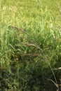 Sorghum halepense in bloom Royalty Free Stock Photo