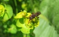 Brown insect on spurge plant