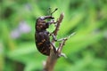 Brown insect on a green background