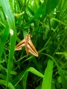 Brown insect and green grass