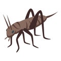 Brown insect pest icon isometric vector. Grasshopper animal Royalty Free Stock Photo