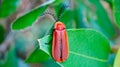 A brown insect squats on a green leaf